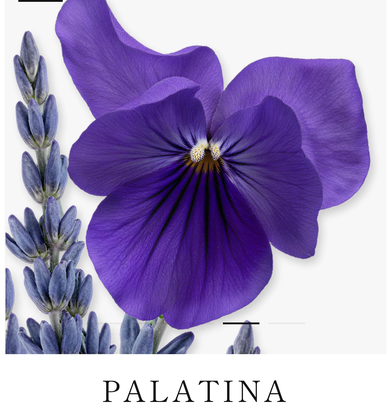 Palatine( Parfum de Marly)